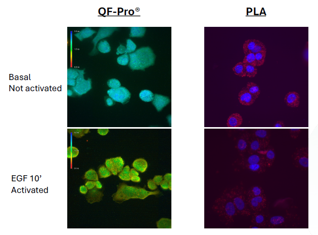 A New Approach to Visualizing Protein Interactions in Native Tissue Environments figure 1