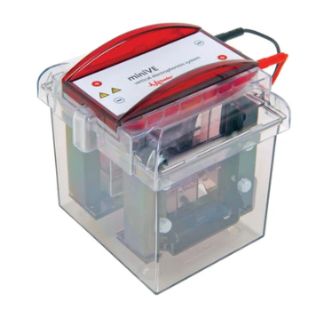 Hoefer Western Blot Systems figure 2