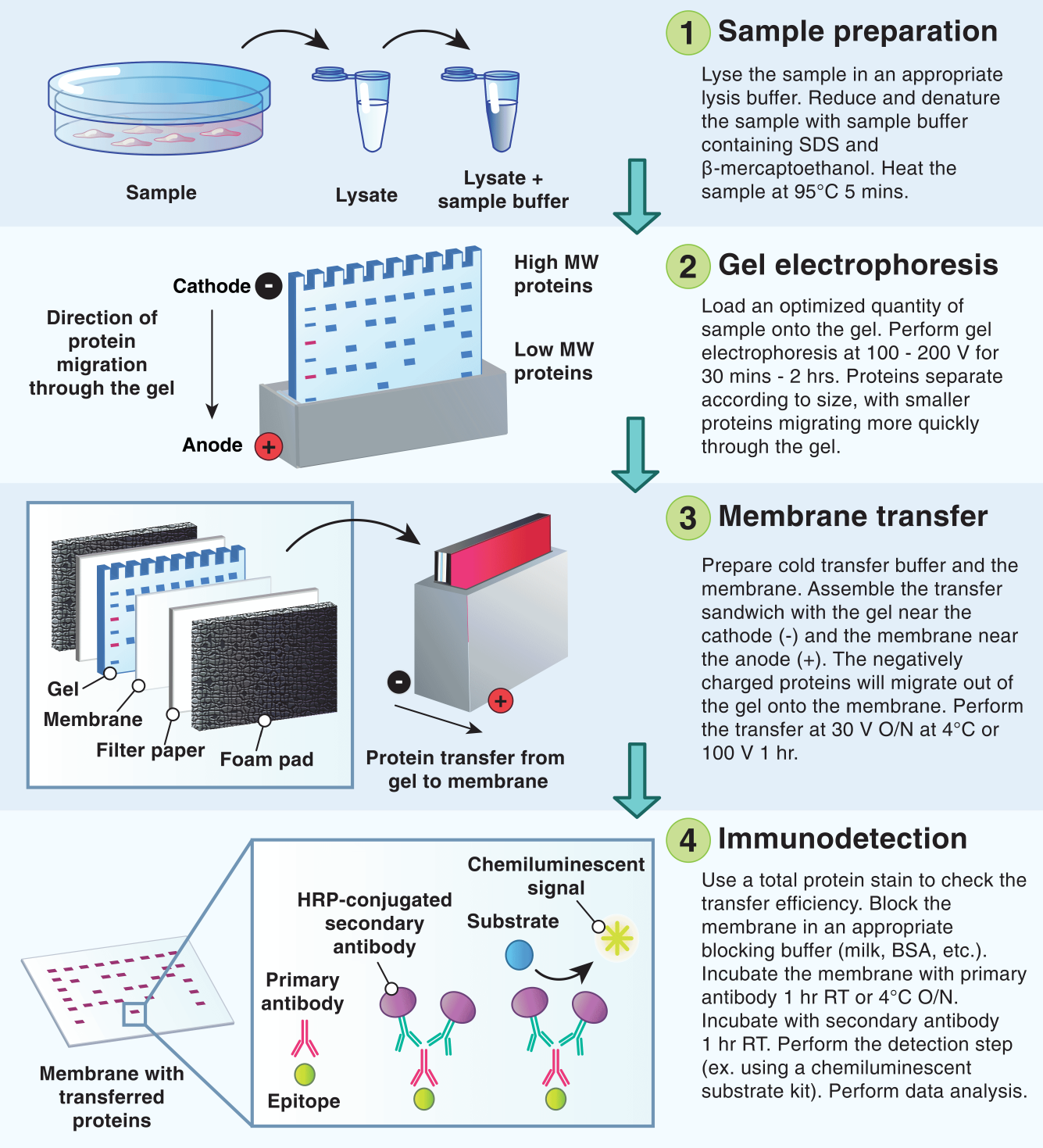 SDS-PAGE & Western Blot: A Protein Electrophoresis Overview