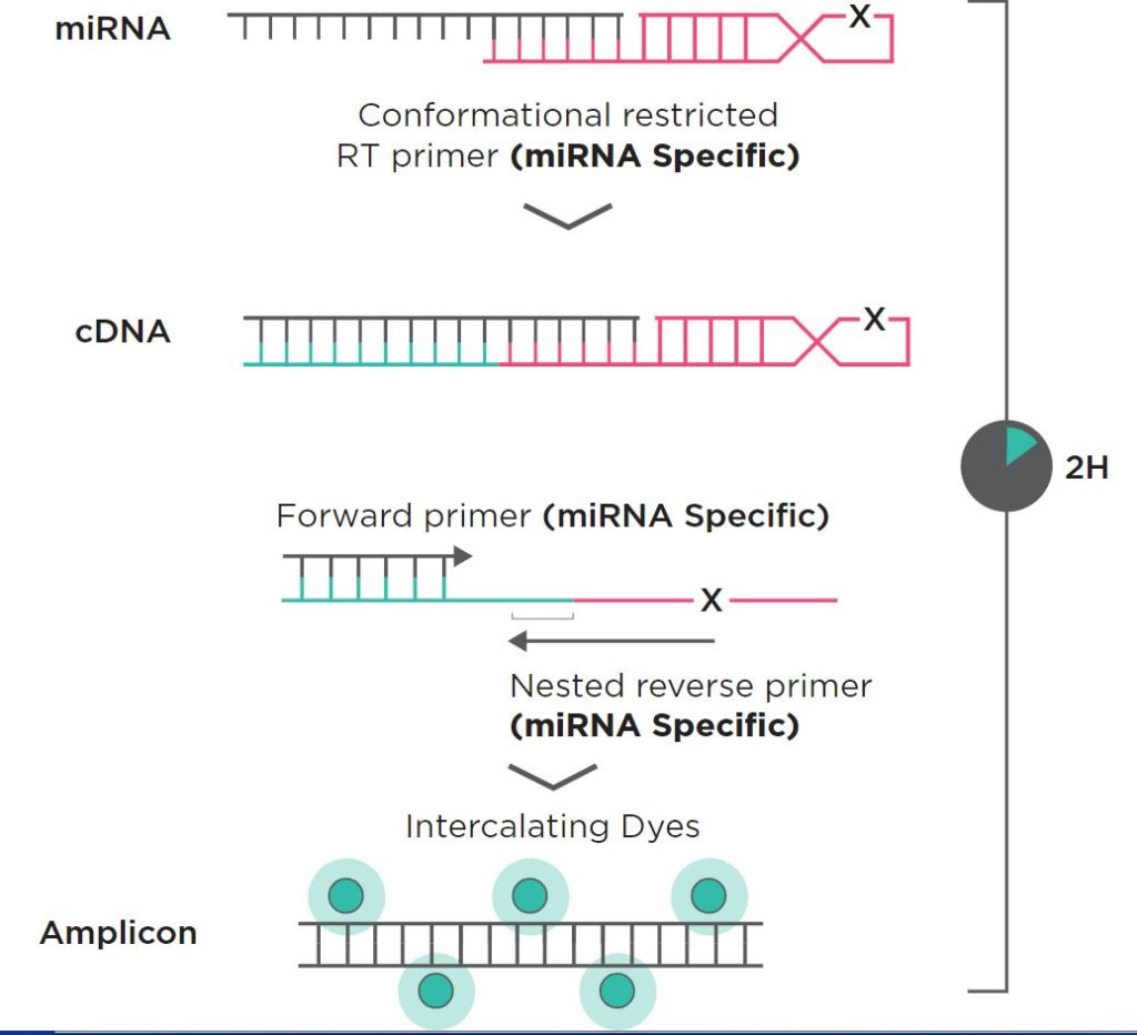 ID3EAL three-primer technology — miRNA to cDNA to Amplicon