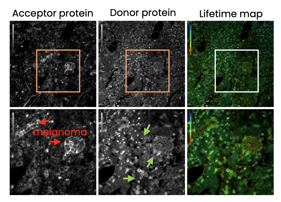 Violet 3.0 Imaging Platform