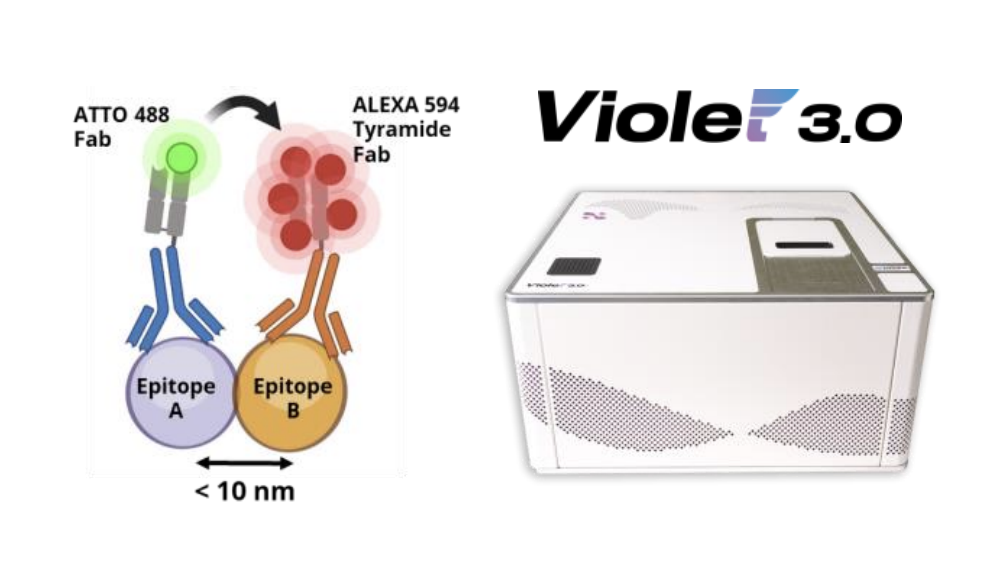 Antibody labeling diagram