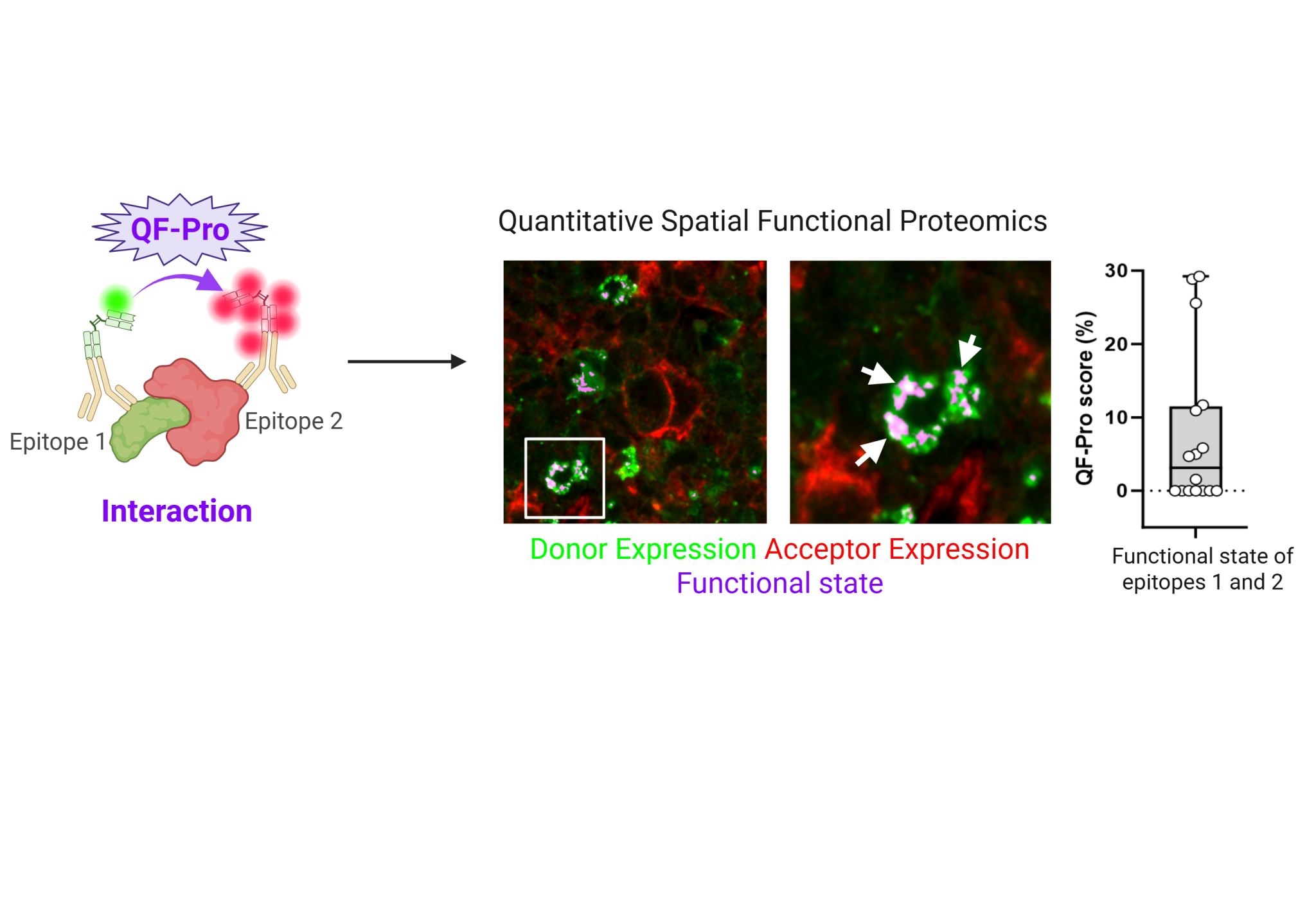 QF-Pro Quantitative Spatial Functional Proteomics Diagram